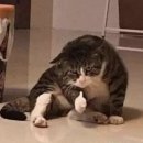 지금까지이런블로그는없었다이건일기인가맛집블로그인가예~종합블로그벼니입니다