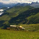 스위스목장 이미지