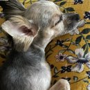 늘안아줄개 이미지