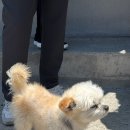 사랑아멍멍해 이미지