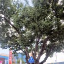 느티나무 이미지