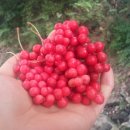 왕진농장 이미지