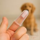 봉봉애견 이미지