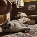 이마트24 알상인센터점 | 25년 6월, 장마시작했다 장마끝났다. 맛집 탐험은 정말 즐거워..