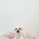 수진애견미용 이미지
