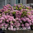 2026 부산 수국 명소 영도 하리수국 방문 후기｜주차 위치 정보 정리