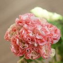 레이디데이(LADYDAY) 이미지