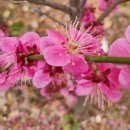 진달래어린이공원 | 인천 신트리도서관 + 신트리공원 벚꽃 산책 코스 (전시회후기)