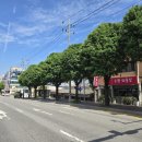 가로수 시민일보