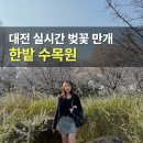 한밭수목원 동원 | 대전 벚꽃 명소 한밭수목원 실시간 만개 후기 튤립 목련 자전거 대여 총정리