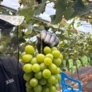 웅이네농장 이미지