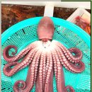 대게마루 이미지