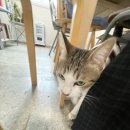 (주)팔일오 네이버블로그