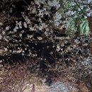 선흘리캠핑장