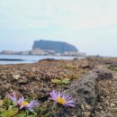 영어조합법인 일출봉 이미지