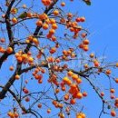 좋은나무 이미지