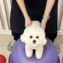 부산애견호텔 강아지 유치원 맘바이 서면본점 이미지