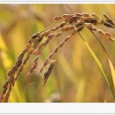 작은행복 이미지