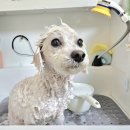 고Dog | 🐶[경남/양산]목욕 + 호텔링 “DOG깨비”맡긴 후기!-내돈내산