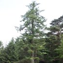 조령산자연휴양림 이미지