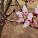 복사꽃공원 이미지