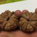 귀족호도 이미지