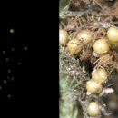 반딧불이 이미지