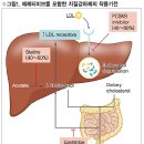 고콜레스테롤혈증의 병합요법 치료제 이지트롤정 10mg 이미지