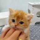 베베멍 강아지고양이분양 시흥본점 이미지