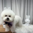 스퀘어독스 서산점 네이버블로그