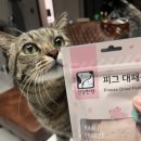 건강한 펫 이미지