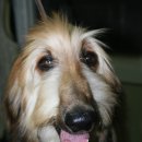 우리퍼피 이미지