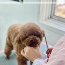 개인정애견샵 이미지