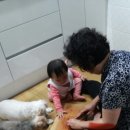 송아 이미지