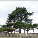 익산신작리곰솔 - 1317 | 익산신작리곰솔