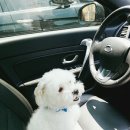 삐삐 펫살롱 이미지