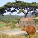 워낭소리 이미지