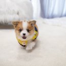 퓨어펫 강아지분양 고양이분양 울산점 | 반려견 맞이 준비, 직접 다녀온 분양센터 후기