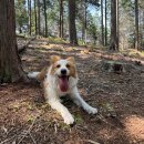 축동면사무소 | 사천 편백림 강아지랑 산책하기 좋은 곳