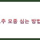 고추 모종 심는 방법 BEST 10 완벽 가이드 (시기, 간격, 관리법)