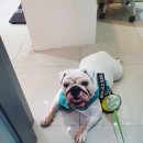 와이즈 동물병원 이미지