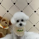 온댕 네이버블로그