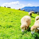 사계절목장 이미지