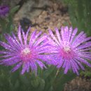 명국농장 이미지