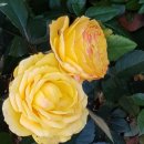 바우바우 이미지