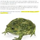 맹꽁이포차