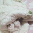 로얄도그 이미지