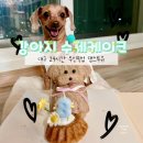 24시 카페 몽몽 | 대구 강아지케이크 당일제작 가능한 24시 무인샵 댕스투유