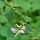 곰싸리길 이미지