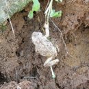 청개구리 이미지